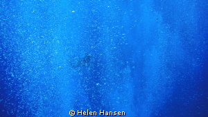 about 25 divers looking for Hammer Sharks (I found it ver... by Helen Hansen 